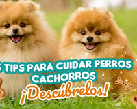 5 Tips para cuidar perros cachorros ¡Descúbrelos!