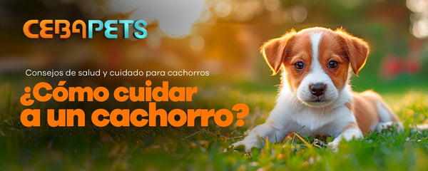 ¿Cómo cuidar a un cachorro?