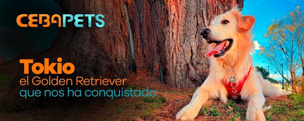 TOKIO, el Golden Retriever  que nos ha conquistado.