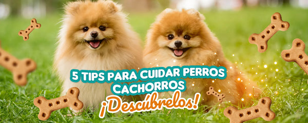 5 Tips para cuidar perros cachorros ¡Descúbrelos!