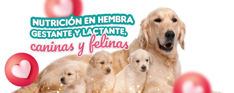 Nutrición en hembra gestante y lactante, caninas y felinas