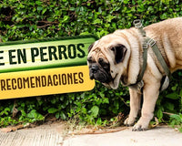 Marcaje en perros: causas y recomendaciones