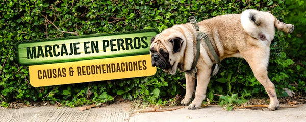 Marcaje en perros: causas y recomendaciones