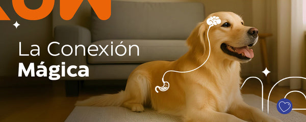 Tu Perro, ¿Un Pequeño Genio? El secreto podría estar en su pancita