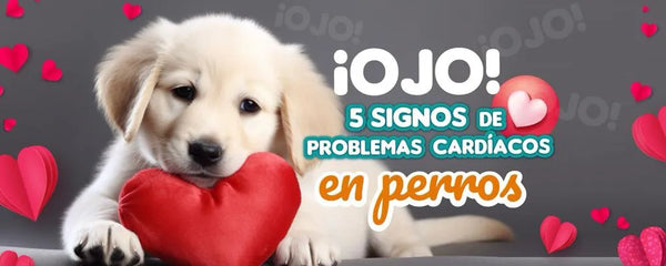 ¡OJO! 5 Signos de Problemas Cardíacos en Perros