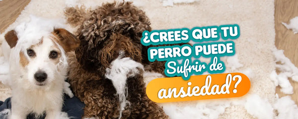 ¿Crees que tu perro puede sufrir de ansiedad?