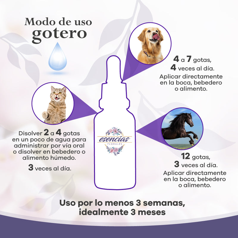 Esencia floral Kitten Gotas 30ML
