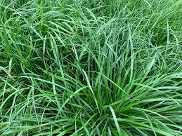 Rye Grass Dorella x 50 lb