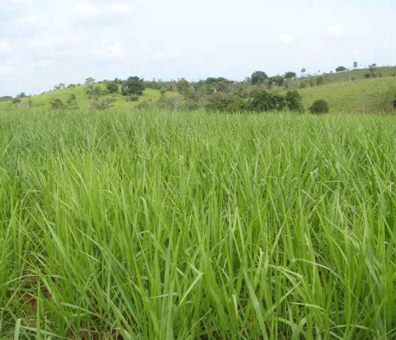 BRACHIARIA BRIZANTHA MARANDU X 1 KILO